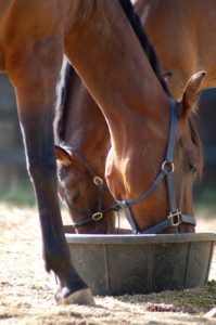 horses-eating
