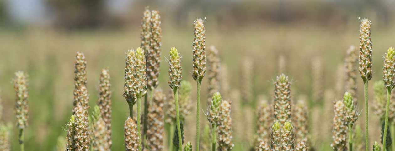 psyllium crop