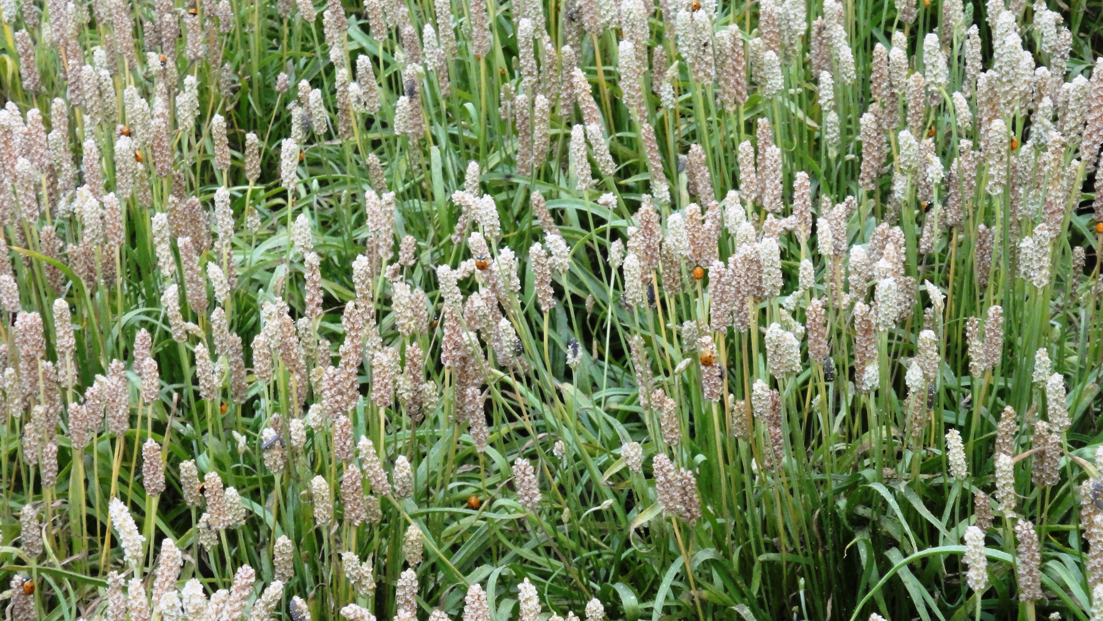 Psyllium Crop.