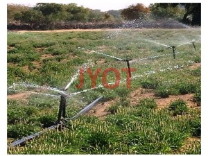 PSYLLIUM CROP 2