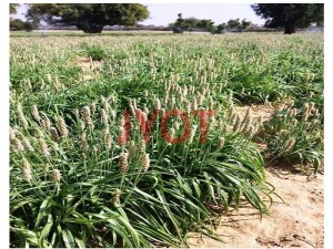 PSYLLIUM CROP 3